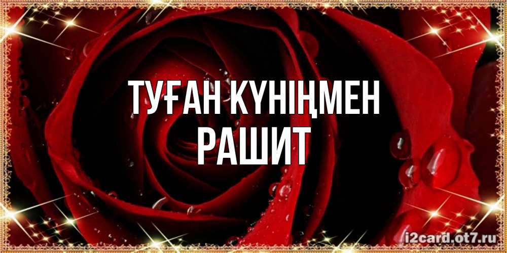 Күн сайын ашық хат с именем, РАШИТ Туған күніңмен цветок в росе на день рождения Онлайн тегін жүктеп алу тілектері бар керемет карта 