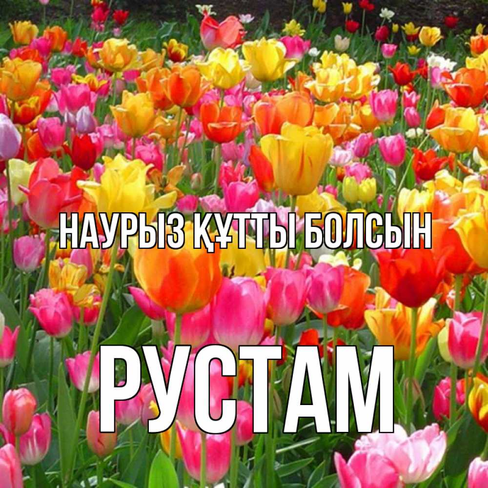 Күн сайын ашық хат с именем, Рустам Наурыз құтты болсын на наурыз  ура ура Онлайн тегін жүктеп алу тілектері бар керемет карта 