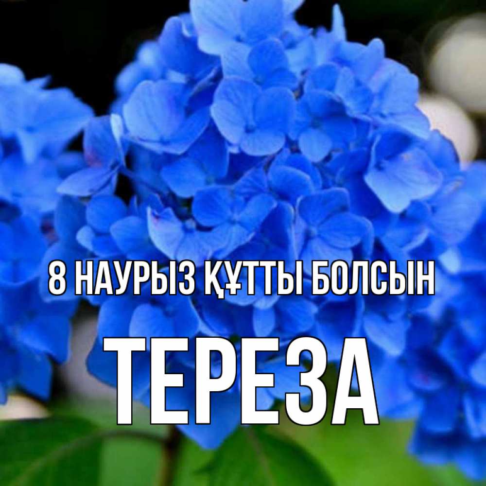 Күн сайын ашық хат с именем, Тереза 8 наурыз құтты болсын синие цветы Онлайн тегін жүктеп алу тілектері бар керемет карта 