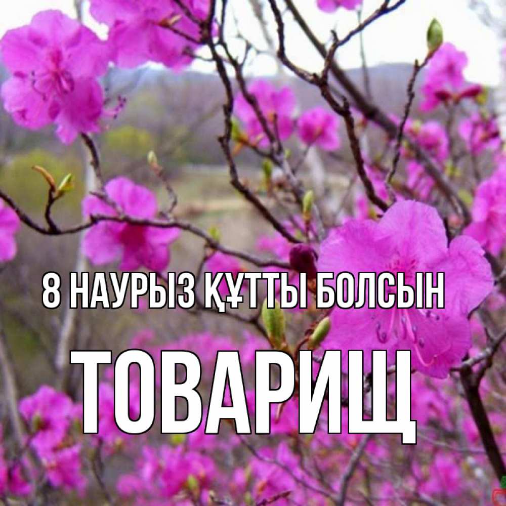 Күн сайын ашық хат с именем, Товарищ 8 наурыз құтты болсын международный женский день Онлайн тегін жүктеп алу тілектері бар керемет карта 
