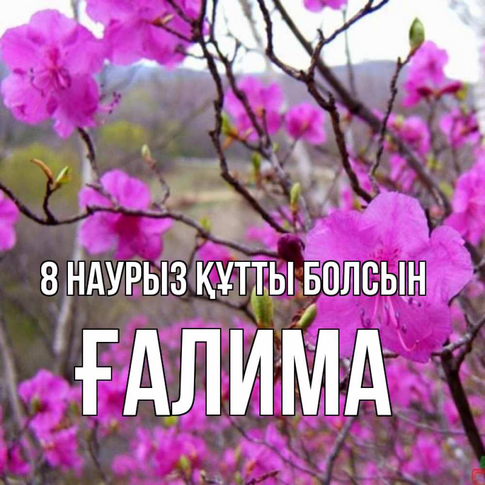 Күн сайын ашық хат с именем, ҒАЛИМА 8 наурыз құтты болсын международный женский день Онлайн тегін жүктеп алу тілектері бар керемет карта 