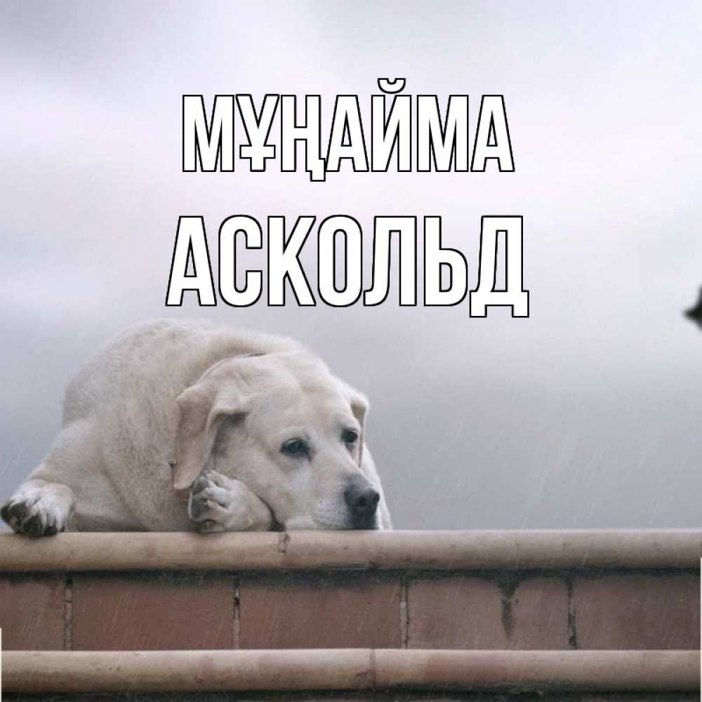 Күн сайын ашық хат с именем, Аскольд Мұңайма белый пес 1 Онлайн тегін жүктеп алу тілектері бар керемет карта 