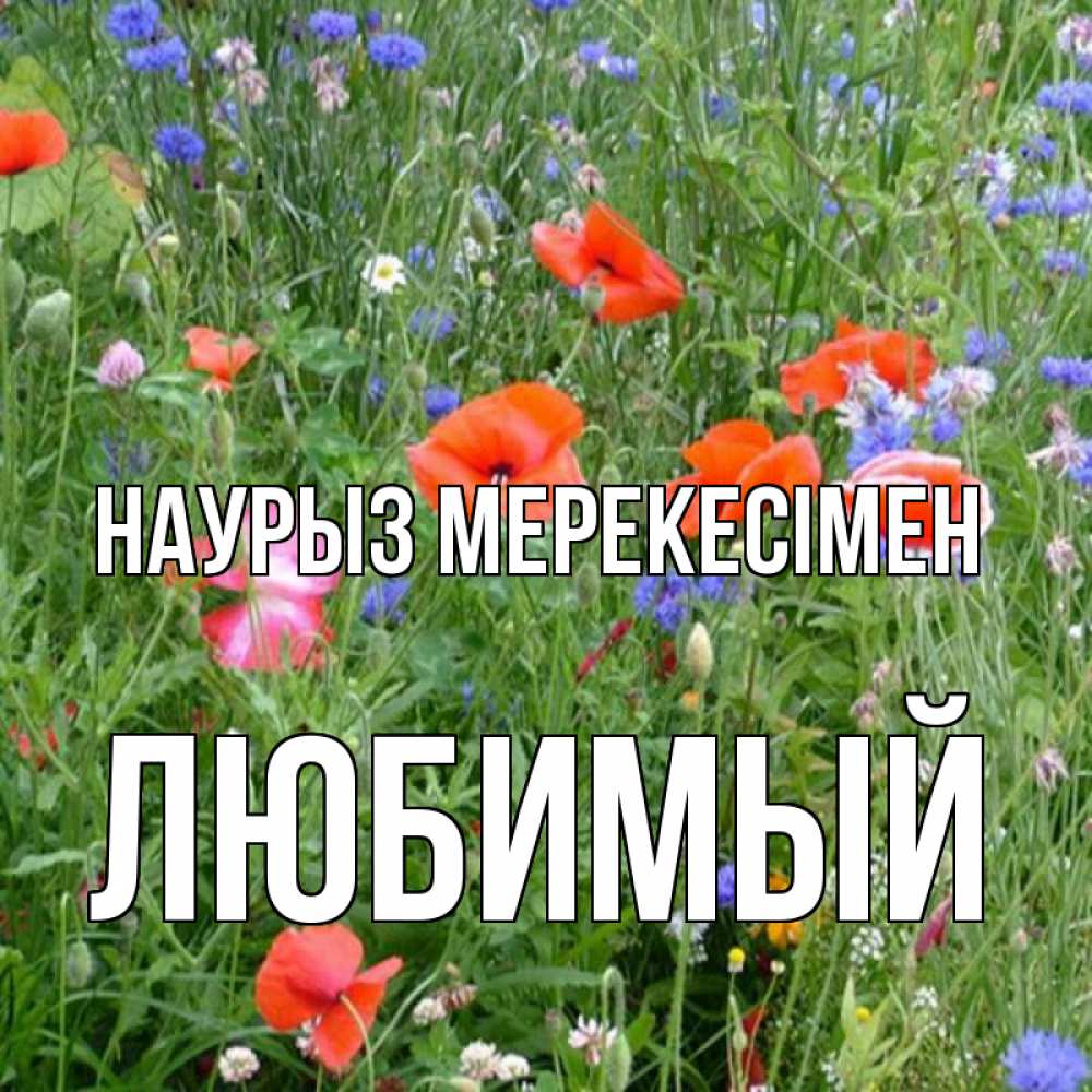 Күн сайын ашық хат с именем, Любимый Наурыз мерекесімен праздник весны наурыз супер открытка Онлайн тегін жүктеп алу тілектері бар керемет карта 