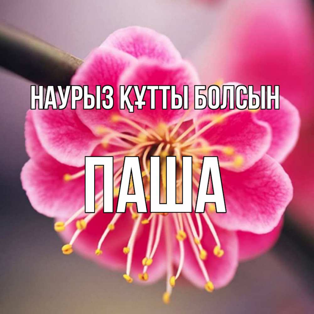 Күн сайын ашық хат с именем, Паша Наурыз құтты болсын цветы Онлайн тегін жүктеп алу тілектері бар керемет карта 