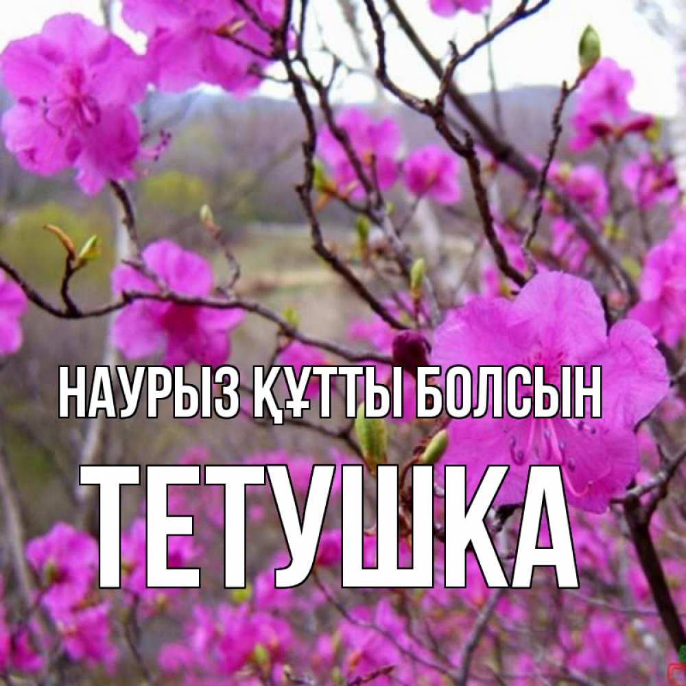 Күн сайын ашық хат с именем, Тетушка Наурыз құтты болсын наурыз мейрамы кутты болсын Онлайн тегін жүктеп алу тілектері бар керемет карта 