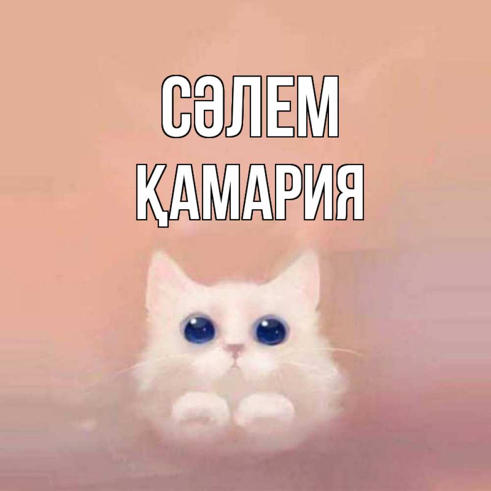Күн сайын ашық хат с именем, ҚАМАРИЯ Сәлем котик белый в полете Онлайн тегін жүктеп алу тілектері бар керемет карта 