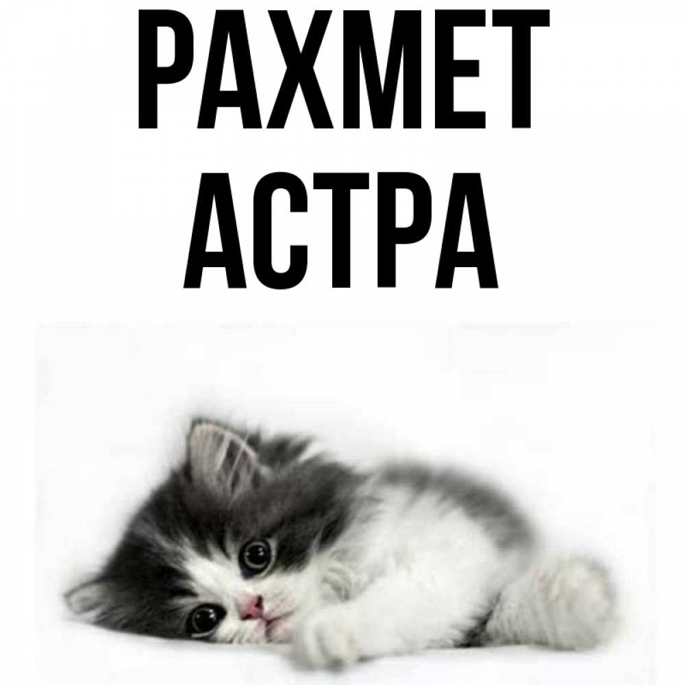 Күн сайын ашық хат с именем, Астра рахмет черный и белый кот Онлайн тегін жүктеп алу тілектері бар керемет карта 