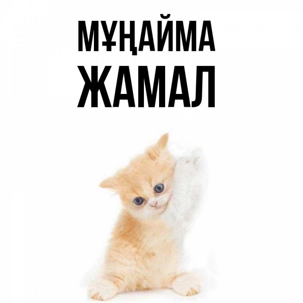 Күн сайын ашық хат с именем, ЖАМАЛ Мұңайма просящий кот Онлайн тегін жүктеп алу тілектері бар керемет карта 