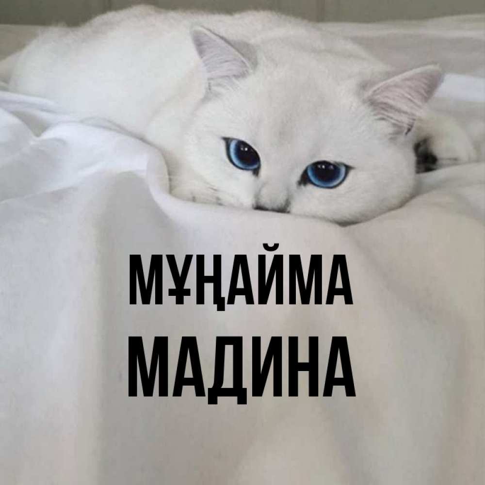 Күн сайын ашық хат с именем, Мадина Мұңайма Голубоглазая кошка Онлайн тегін жүктеп алу тілектері бар керемет карта 