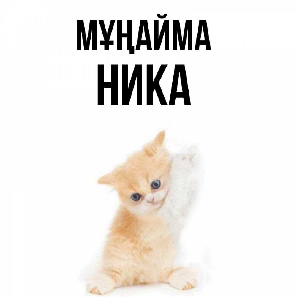Күн сайын ашық хат с именем, Ника Мұңайма просящий кот Онлайн тегін жүктеп алу тілектері бар керемет карта 