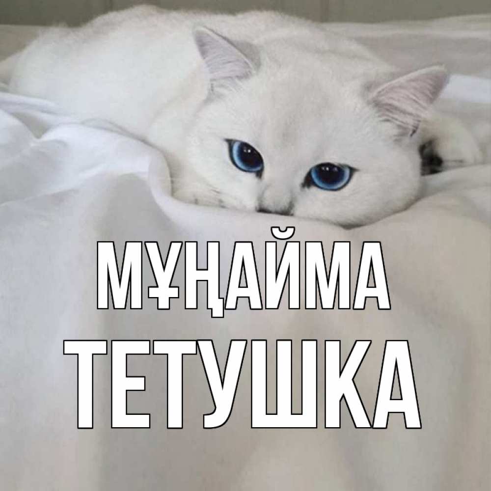 Күн сайын ашық хат с именем, Тетушка Мұңайма белый кот с голубыми глазами на белоснежной кровати Онлайн тегін жүктеп алу тілектері бар керемет карта 