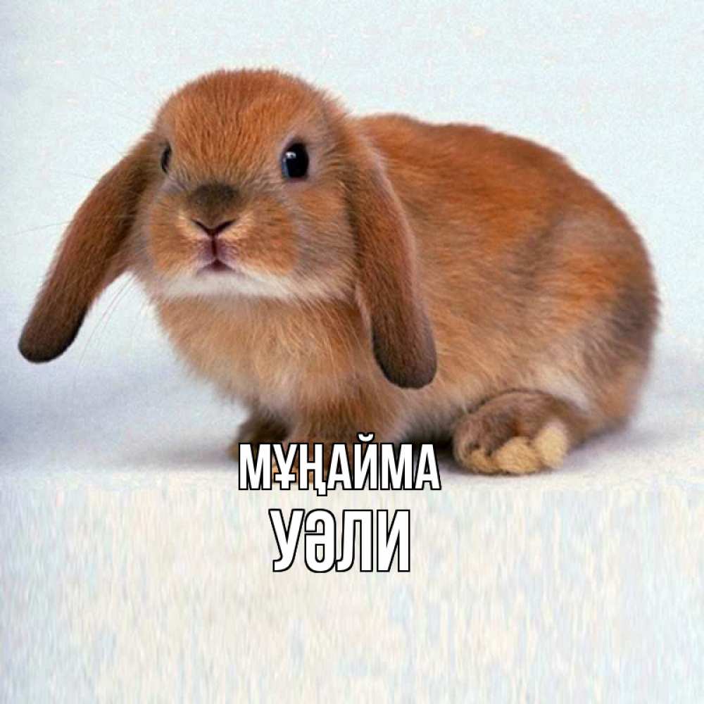 Күн сайын ашық хат с именем, УӘЛИ Мұңайма вислоухий рыжий кролик Онлайн тегін жүктеп алу тілектері бар керемет карта 