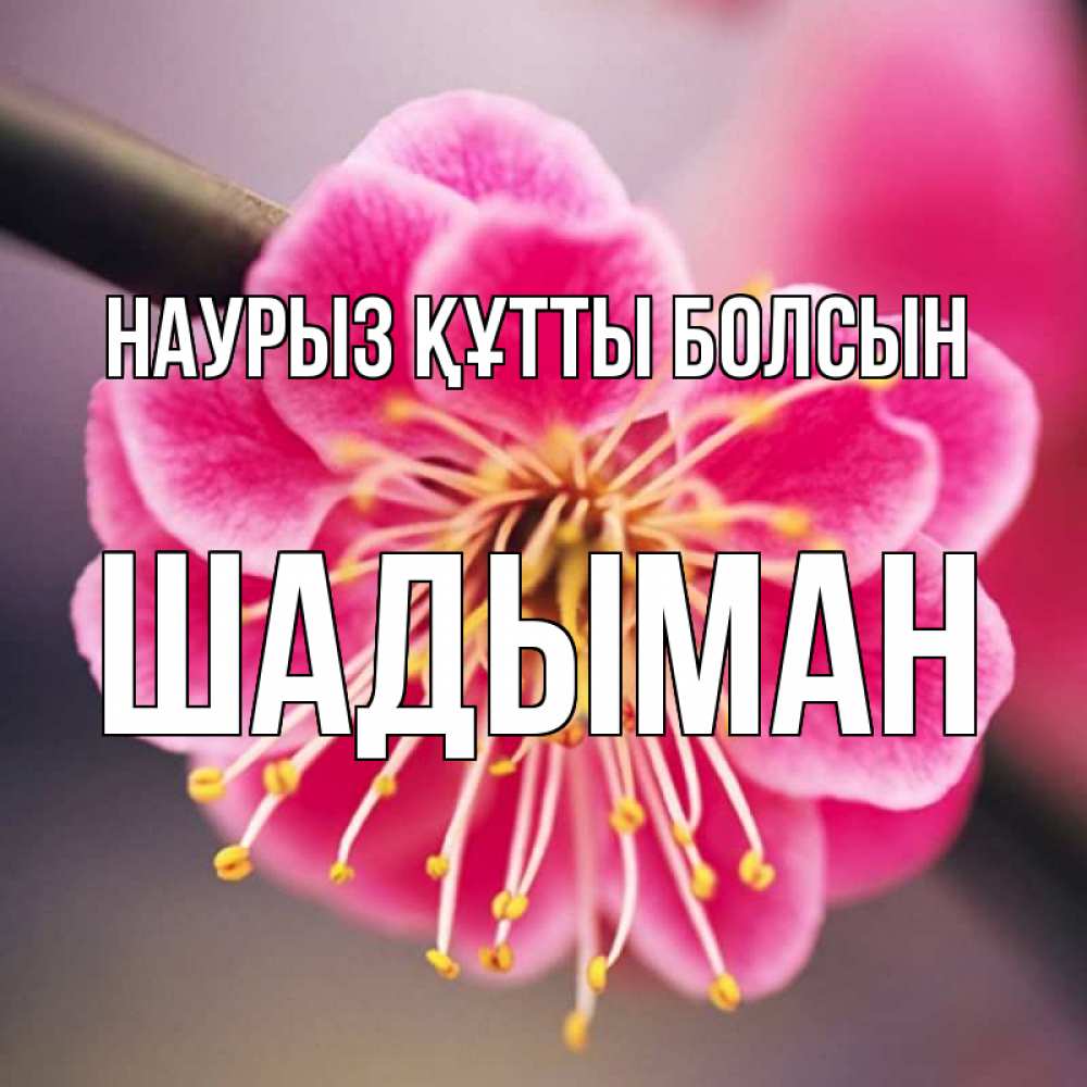 Күн сайын ашық хат с именем, ШАДЫМАН Наурыз құтты болсын цветы Онлайн тегін жүктеп алу тілектері бар керемет карта 