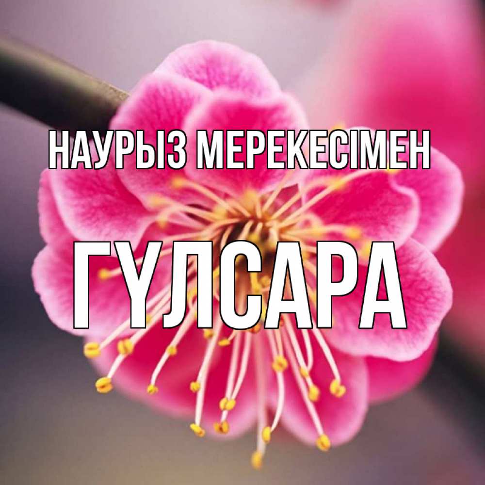 Күн сайын ашық хат с именем, ГҮЛСАРА Наурыз мерекесімен цветы Онлайн тегін жүктеп алу тілектері бар керемет карта 