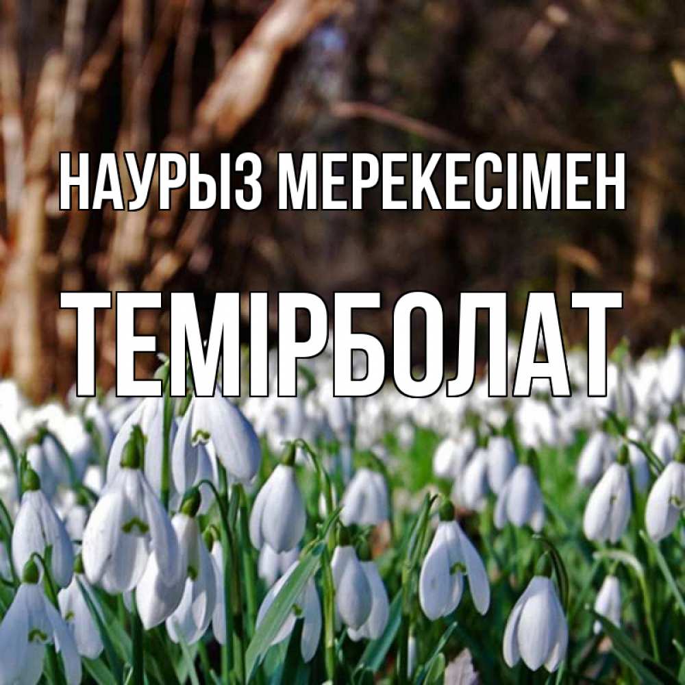 Күн сайын ашық хат с именем, ТЕМІРБОЛАТ Наурыз мерекесімен с подснежниками 1 Онлайн тегін жүктеп алу тілектері бар керемет карта 