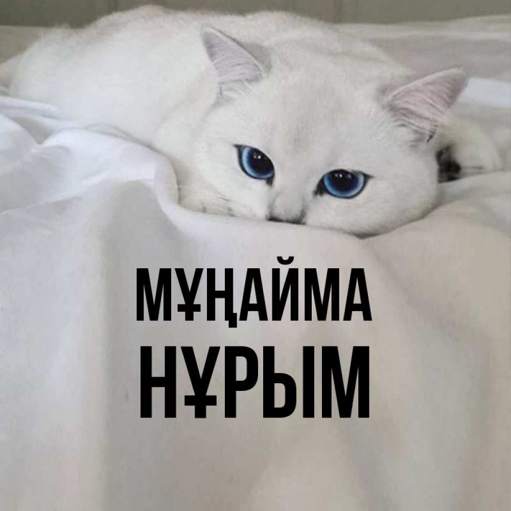Күн сайын ашық хат с именем, Нұрым Мұңайма Голубоглазая кошка Онлайн тегін жүктеп алу тілектері бар керемет карта 