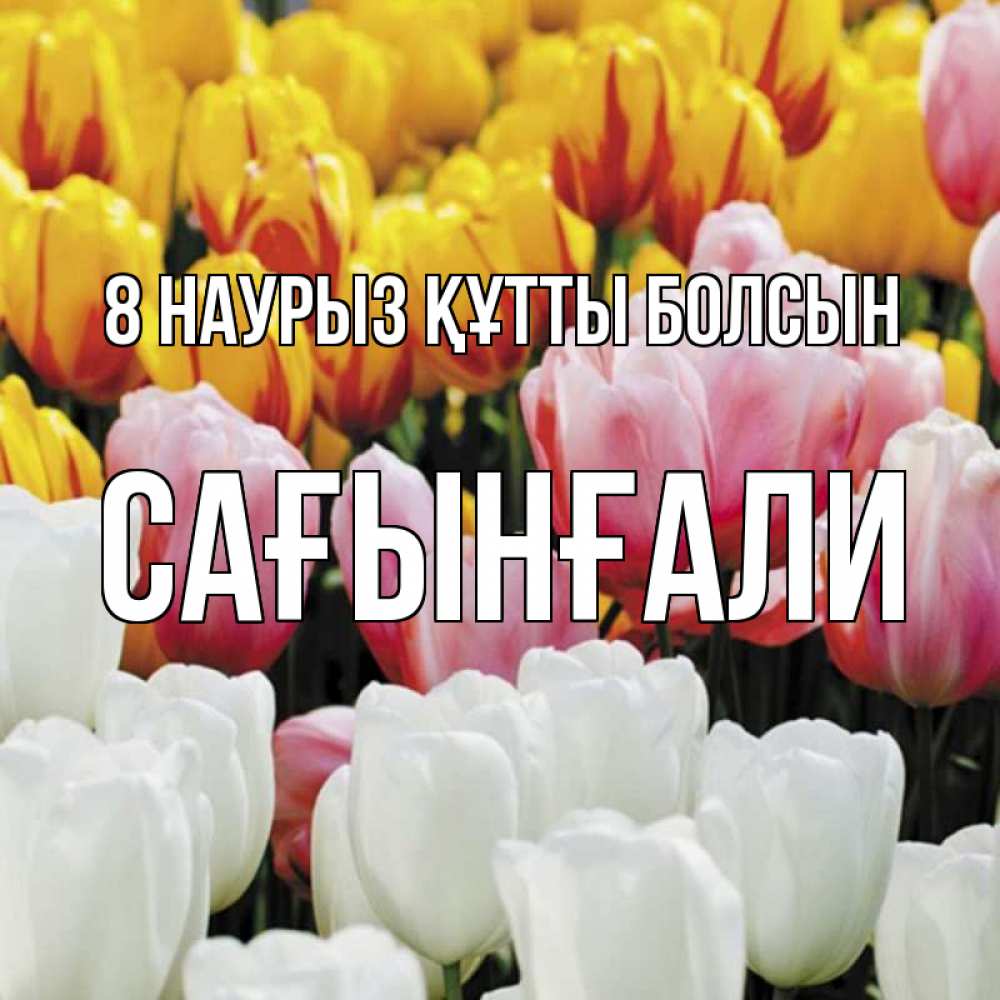 Күн сайын ашық хат с именем, Сағынғали 8 наурыз құтты болсын разноцветные цветы Онлайн тегін жүктеп алу тілектері бар керемет карта 