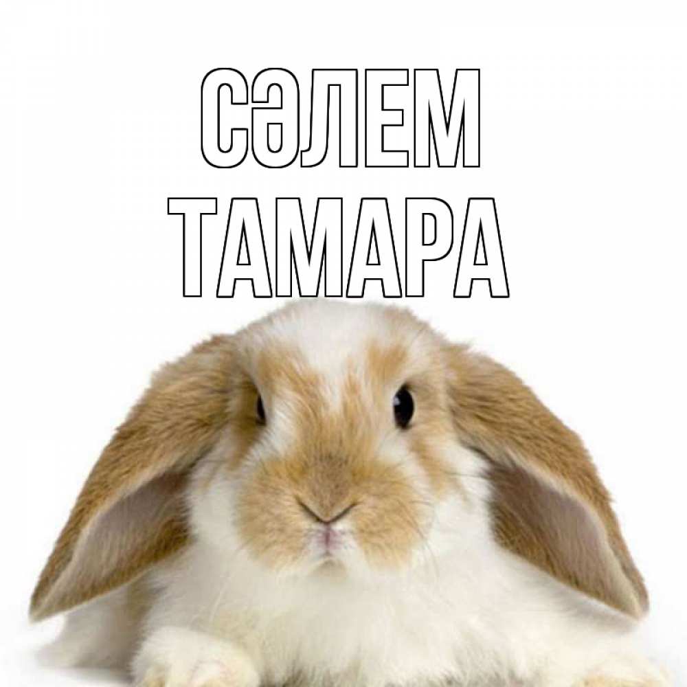 Күн сайын ашық хат с именем, ТАМАРА Сәлем с животными Онлайн тегін жүктеп алу тілектері бар керемет карта 