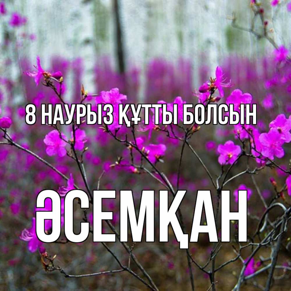 Күн сайын ашық хат с именем, ӘСЕМҚАН 8 наурыз құтты болсын дикие цветы Онлайн тегін жүктеп алу тілектері бар керемет карта 
