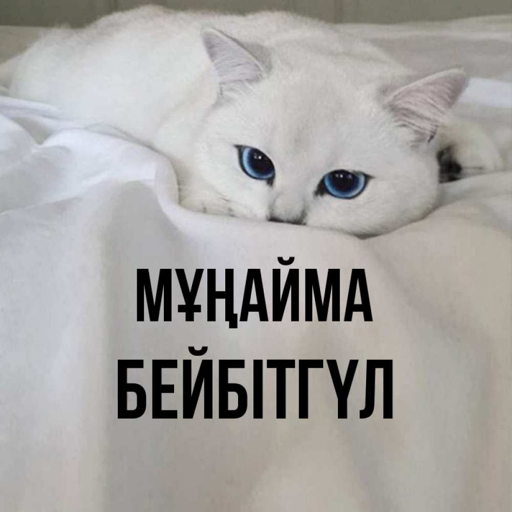 Күн сайын ашық хат с именем, БЕЙБІТГҮЛ Мұңайма Голубоглазая кошка Онлайн тегін жүктеп алу тілектері бар керемет карта 
