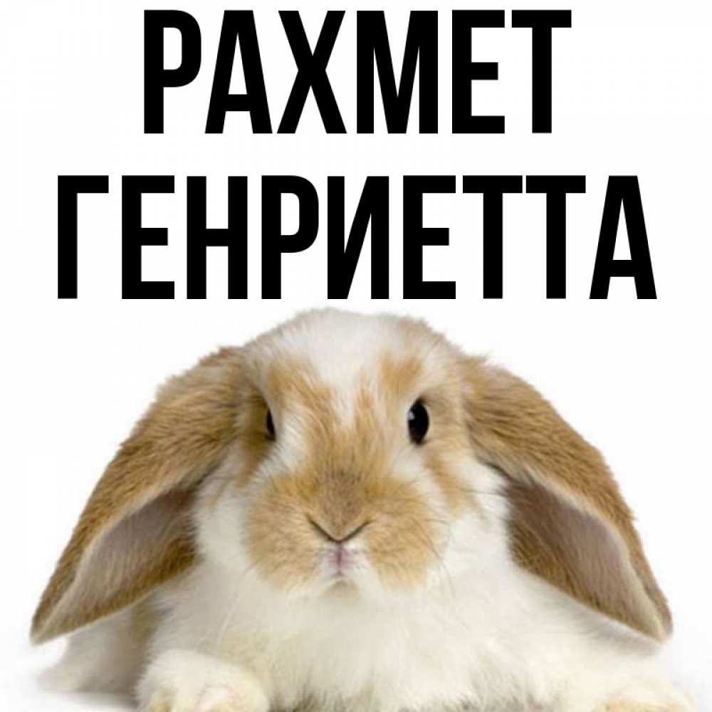 Күн сайын ашық хат с именем, Генриетта рахмет коричнево белый заяц Онлайн тегін жүктеп алу тілектері бар керемет карта 