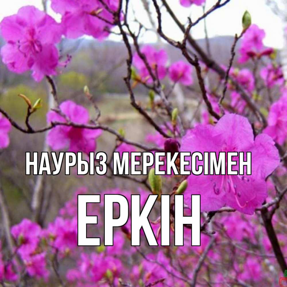 Күн сайын ашық хат с именем, Еркін Наурыз мерекесімен праздник весны наурыз Онлайн тегін жүктеп алу тілектері бар керемет карта 