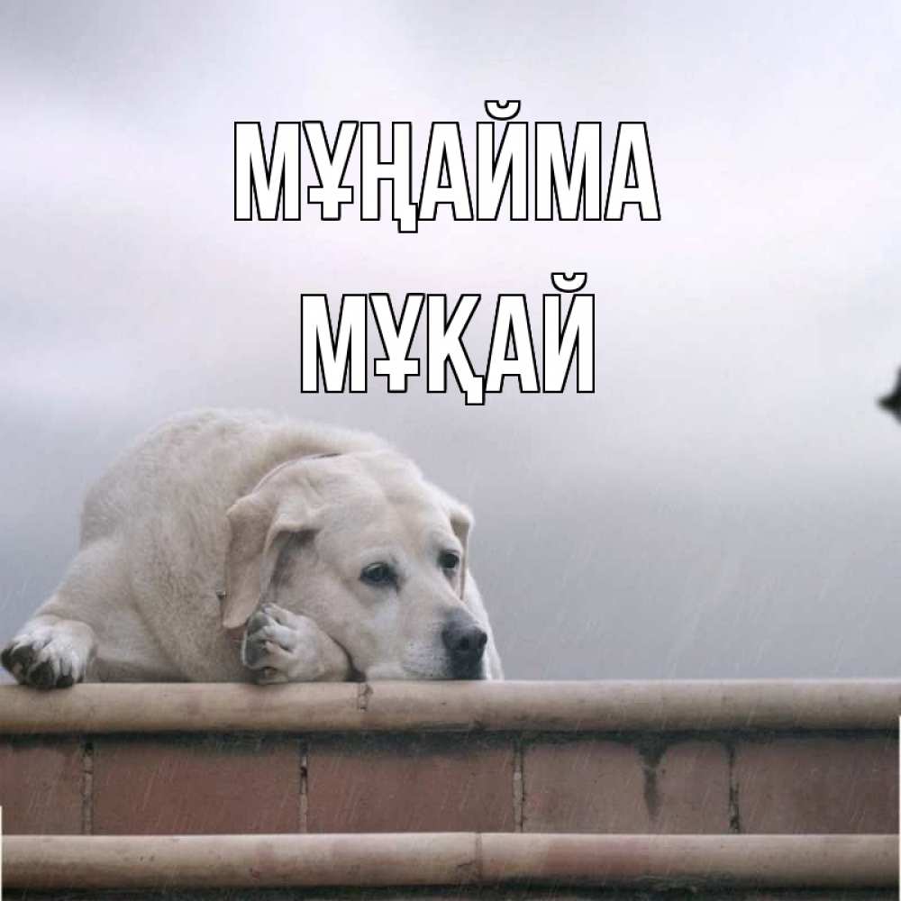 Күн сайын ашық хат с именем, Мұқай Мұңайма белый пес 1 Онлайн тегін жүктеп алу тілектері бар керемет карта 