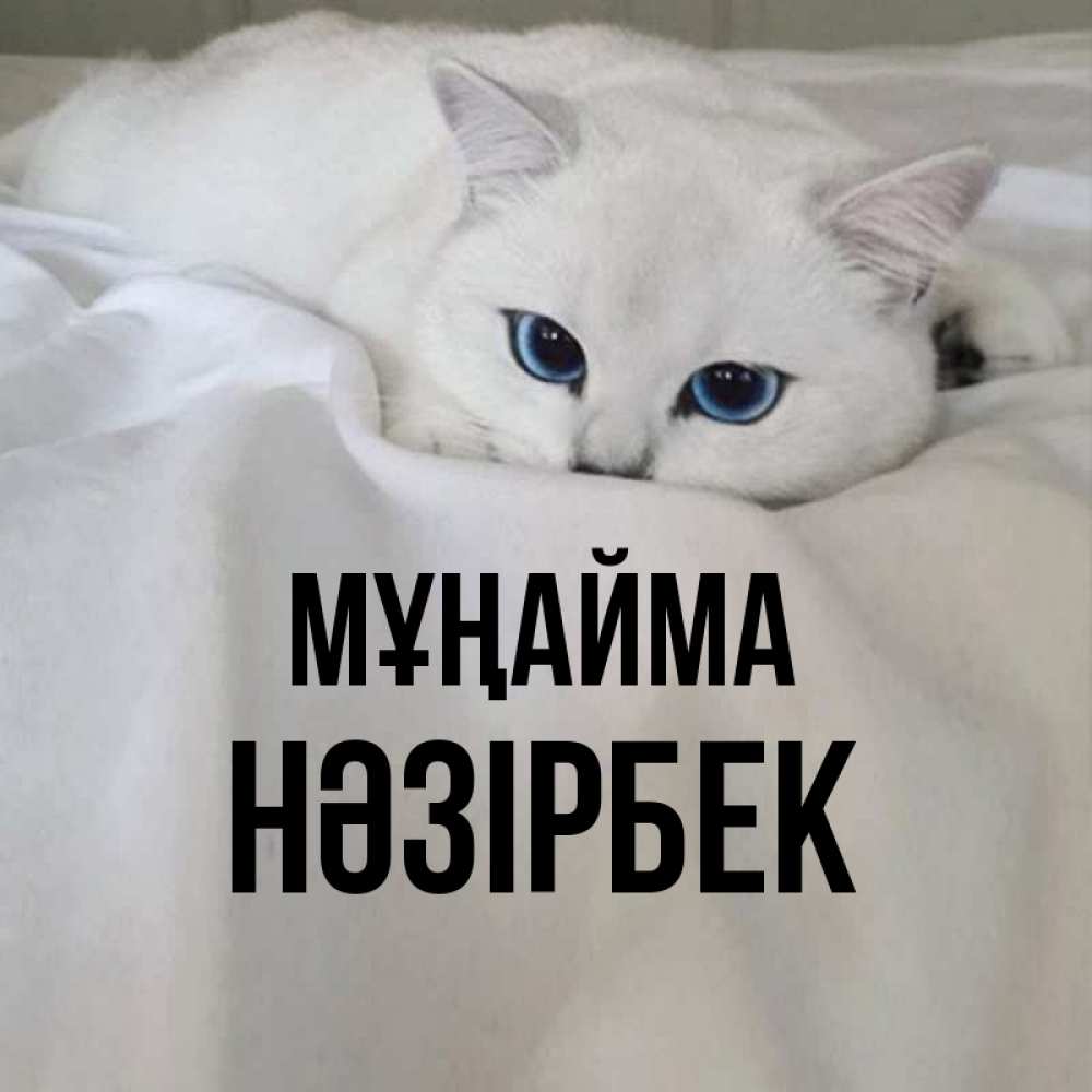 Күн сайын ашық хат с именем, НӘЗІРБЕК Мұңайма Голубоглазая кошка Онлайн тегін жүктеп алу тілектері бар керемет карта 