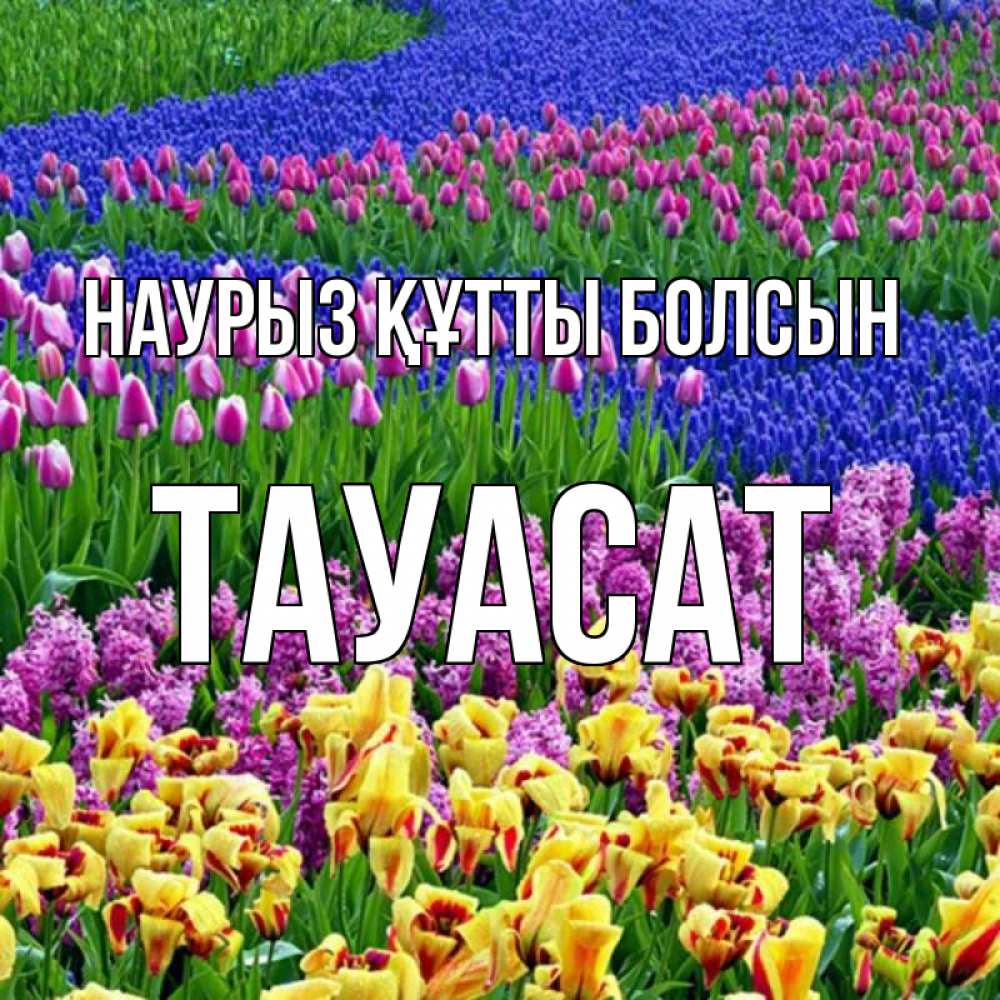 Күн сайын ашық хат с именем, ТАУАСАТ Наурыз құтты болсын цветы Онлайн тегін жүктеп алу тілектері бар керемет карта 