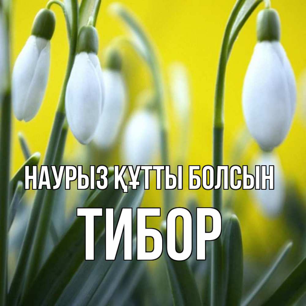 Күн сайын ашық хат с именем, Тибор Наурыз құтты болсын весенние цветы Онлайн тегін жүктеп алу тілектері бар керемет карта 