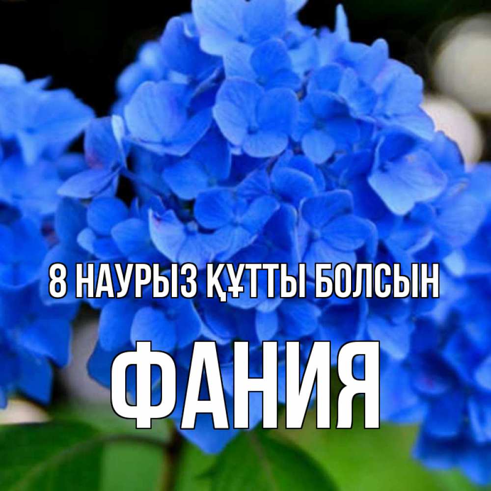 Күн сайын ашық хат с именем, Фания 8 наурыз құтты болсын синие цветы Онлайн тегін жүктеп алу тілектері бар керемет карта 