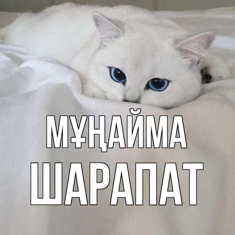Күн сайын ашық хат с именем, ШАРАПАТ Мұңайма белый кот с голубыми глазами на белоснежной кровати Онлайн тегін жүктеп алу тілектері бар керемет карта 