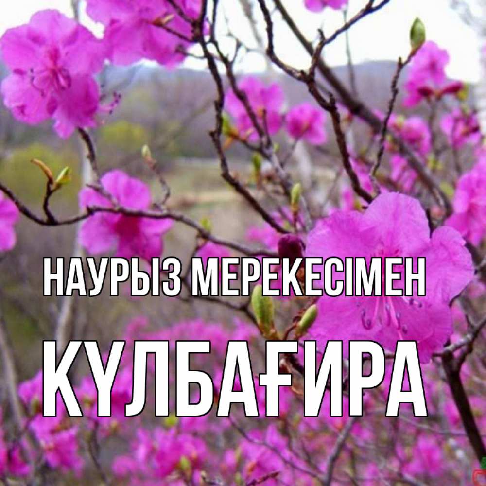 Күн сайын ашық хат с именем, КҮЛБАҒИРА Наурыз мерекесімен праздник весны наурыз Онлайн тегін жүктеп алу тілектері бар керемет карта 