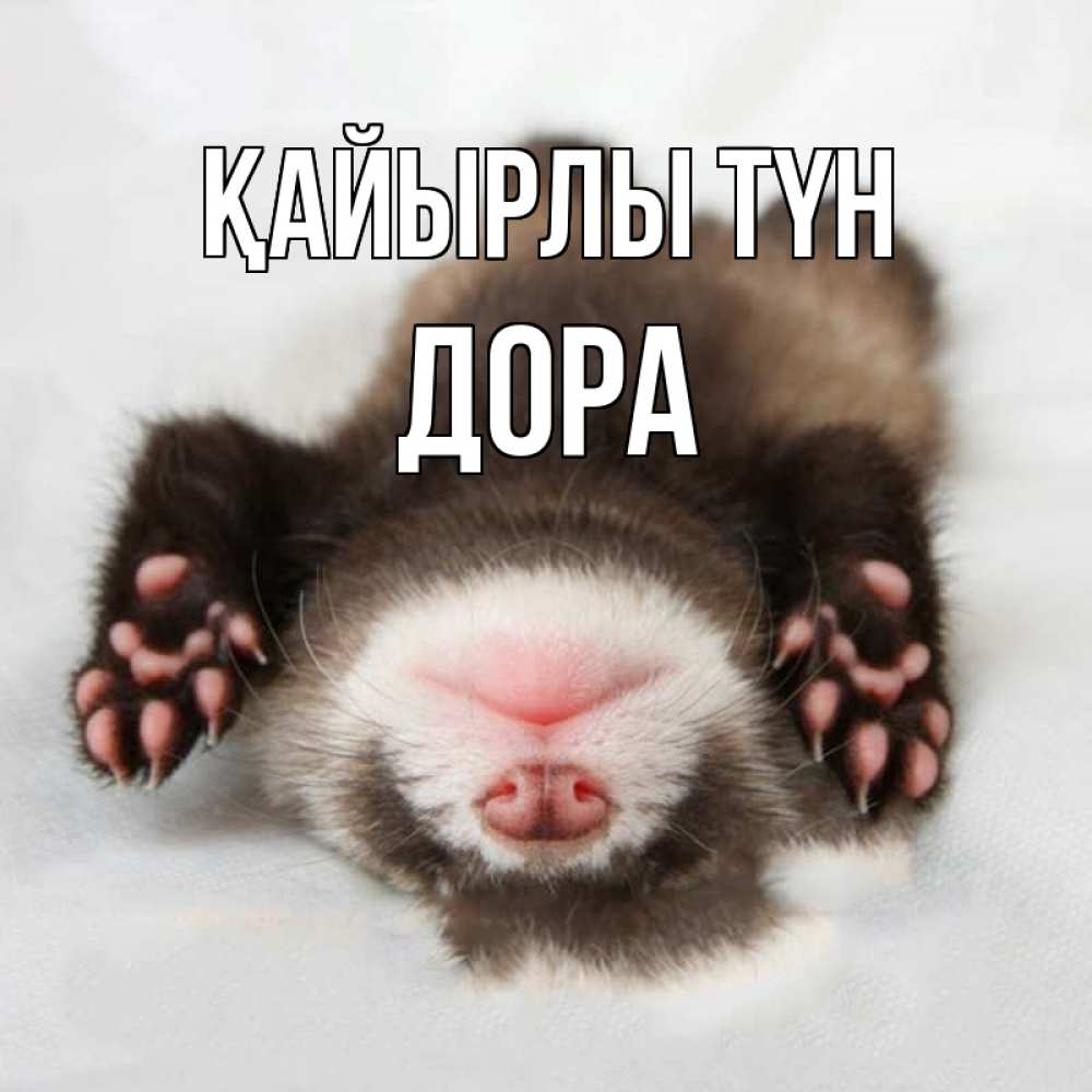 Күн сайын ашық хат с именем, Дора Қайырлы түн зверек Онлайн тегін жүктеп алу тілектері бар керемет карта 