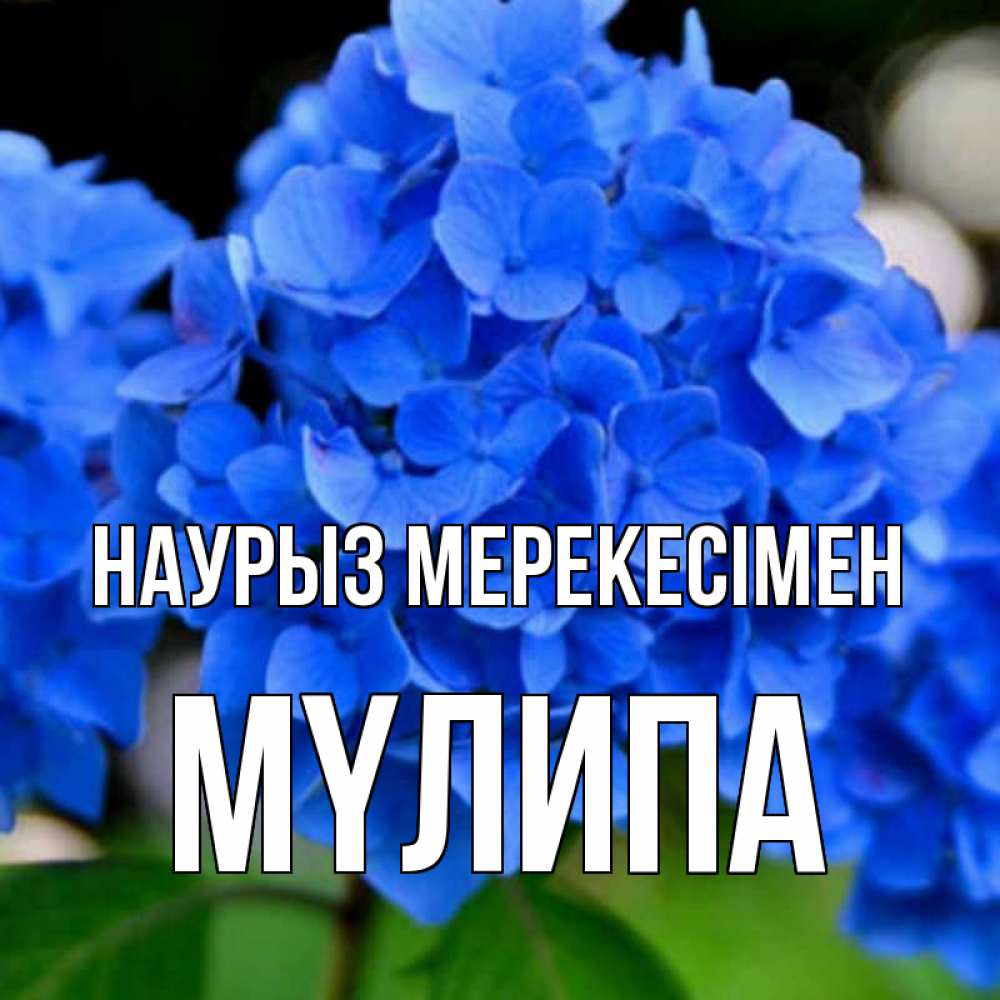Күн сайын ашық хат с именем, МҮЛИПА Наурыз мерекесімен синие цветы Онлайн тегін жүктеп алу тілектері бар керемет карта 