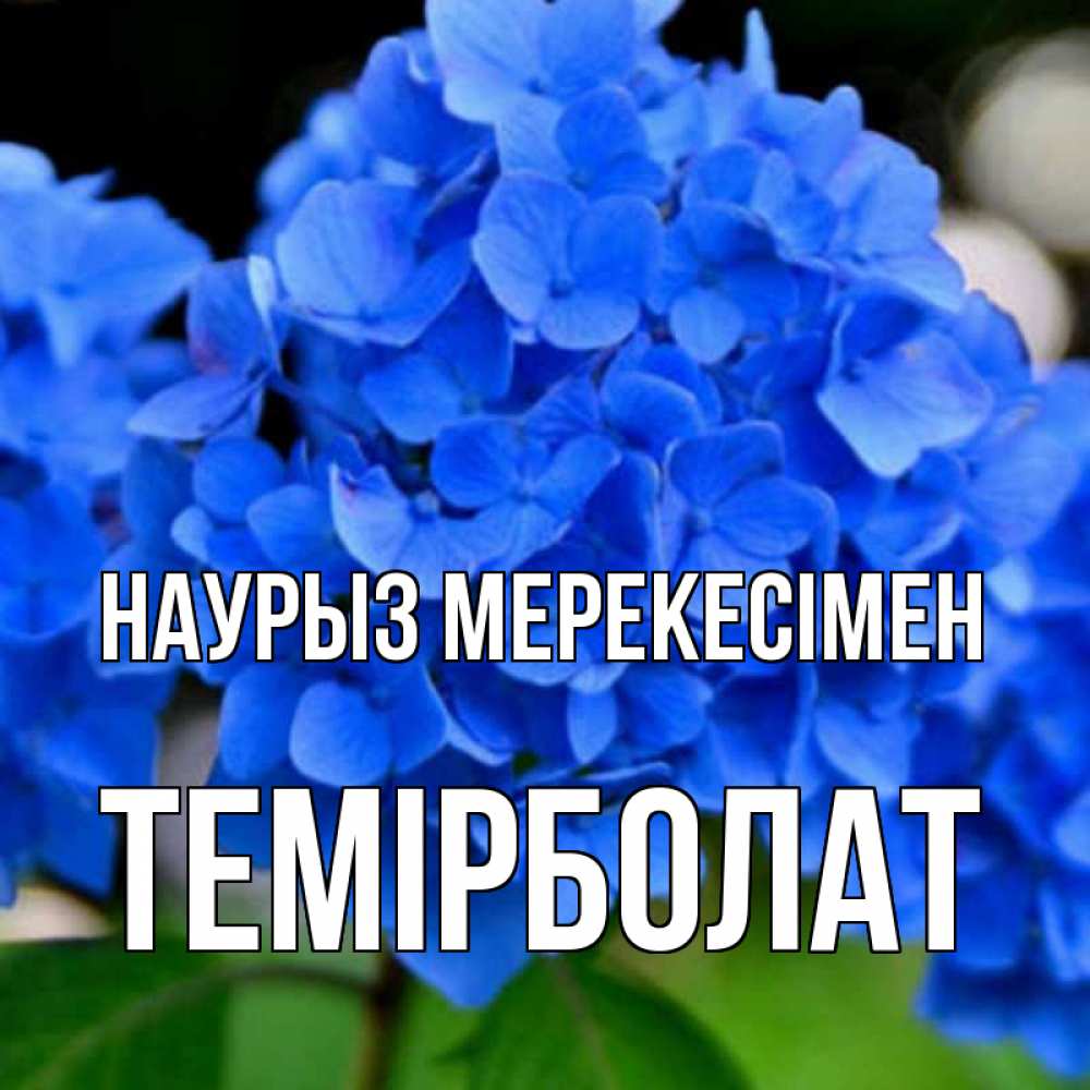 Күн сайын ашық хат с именем, ТЕМІРБОЛАТ Наурыз мерекесімен синие цветы Онлайн тегін жүктеп алу тілектері бар керемет карта 