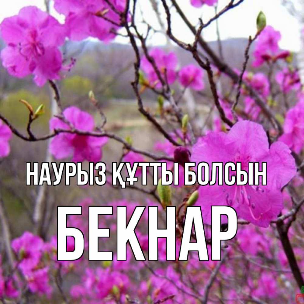 Күн сайын ашық хат с именем, Бекнар Наурыз құтты болсын наурыз мейрамы кутты болсын Онлайн тегін жүктеп алу тілектері бар керемет карта 