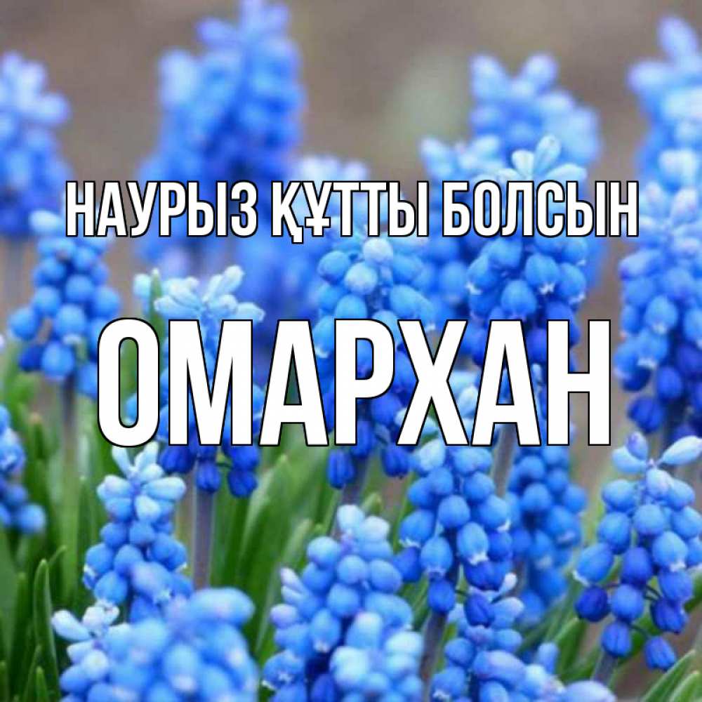 Күн сайын ашық хат с именем, ОМАРХАН Наурыз құтты болсын Поздравительная открытка для женщин с цветами на праздничную дату Онлайн тегін жүктеп алу тілектері бар керемет карта 