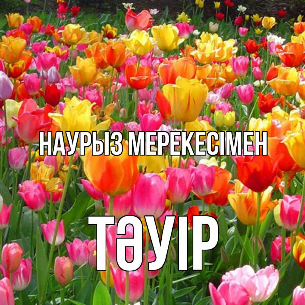 Күн сайын ашық хат с именем, ТӘУІР Наурыз мерекесімен праздник весны наурыз 4 Онлайн тегін жүктеп алу тілектері бар керемет карта 