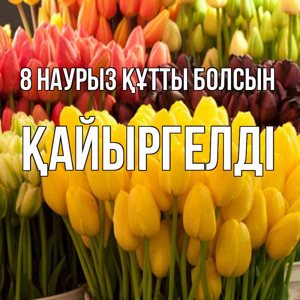 Күн сайын ашық хат с именем, Қайыргелді 8 наурыз құтты болсын цветы Онлайн тегін жүктеп алу тілектері бар керемет карта 