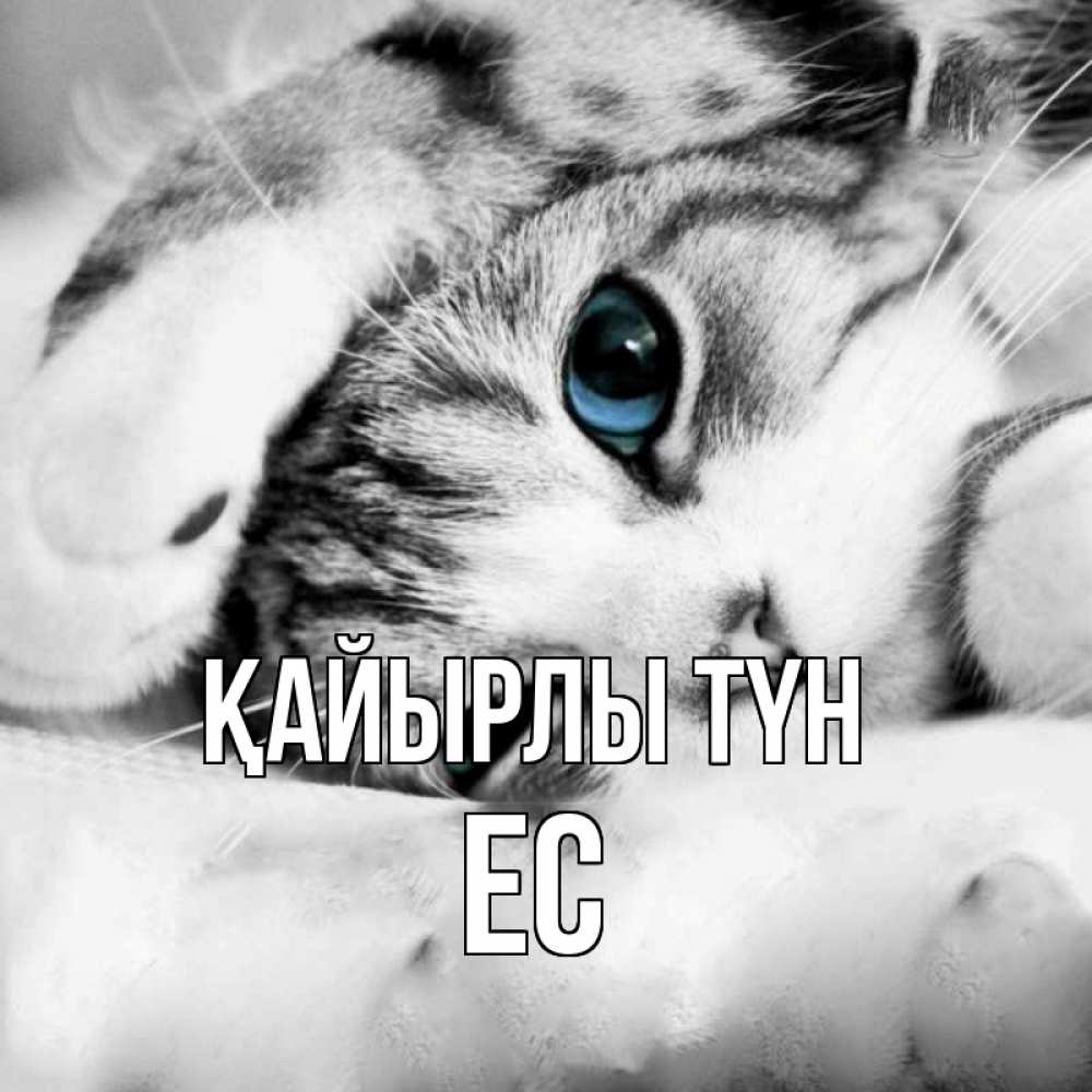 Күн сайын ашық хат с именем, Ес Қайырлы түн кот устал Онлайн тегін жүктеп алу тілектері бар керемет карта 