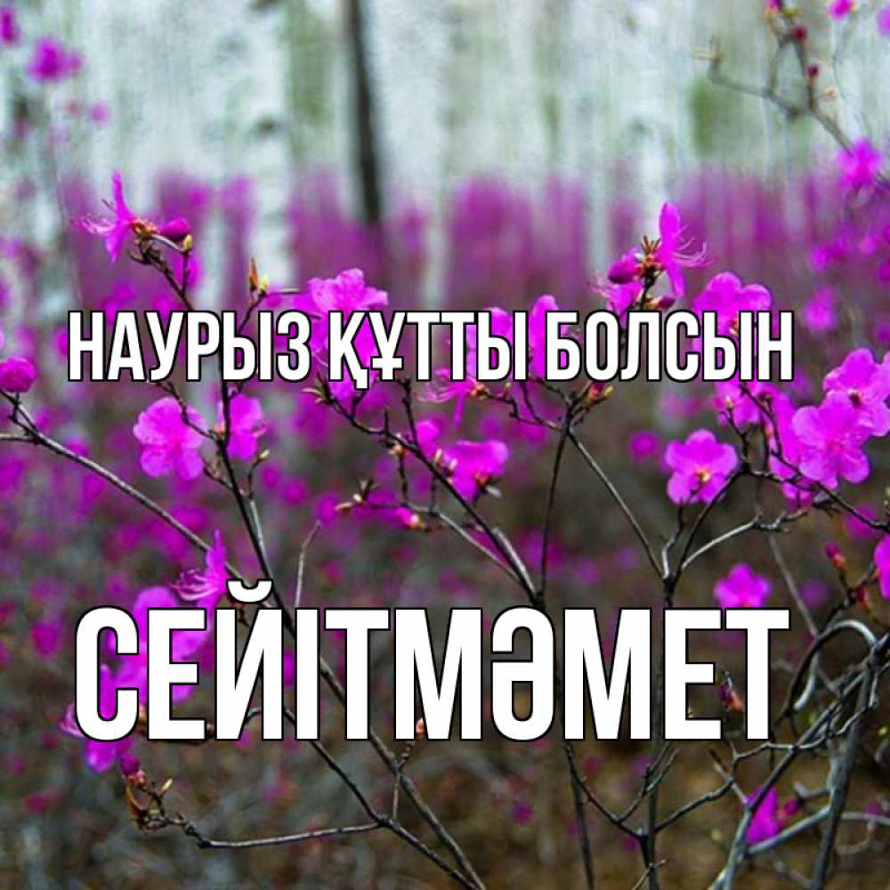 Күн сайын ашық хат с именем, СЕЙІТМӘМЕТ Наурыз құтты болсын дикие цветы Онлайн тегін жүктеп алу тілектері бар керемет карта 