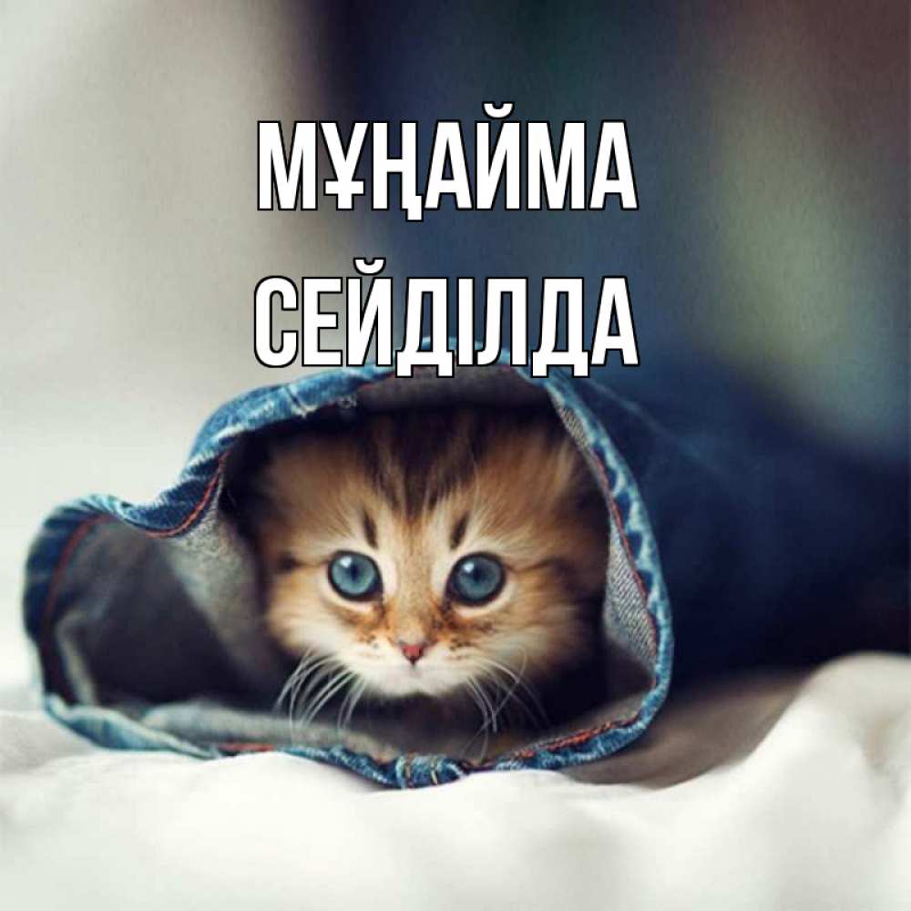 Күн сайын ашық хат с именем, СЕЙДІЛДА Мұңайма кот в одежде Онлайн тегін жүктеп алу тілектері бар керемет карта 