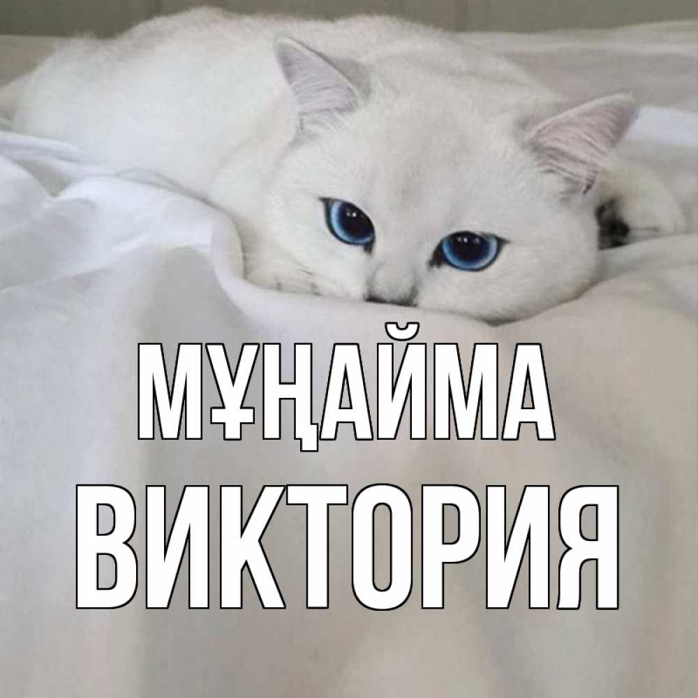 Күн сайын ашық хат с именем, Виктория Мұңайма белый кот с голубыми глазами на белоснежной кровати Онлайн тегін жүктеп алу тілектері бар керемет карта 