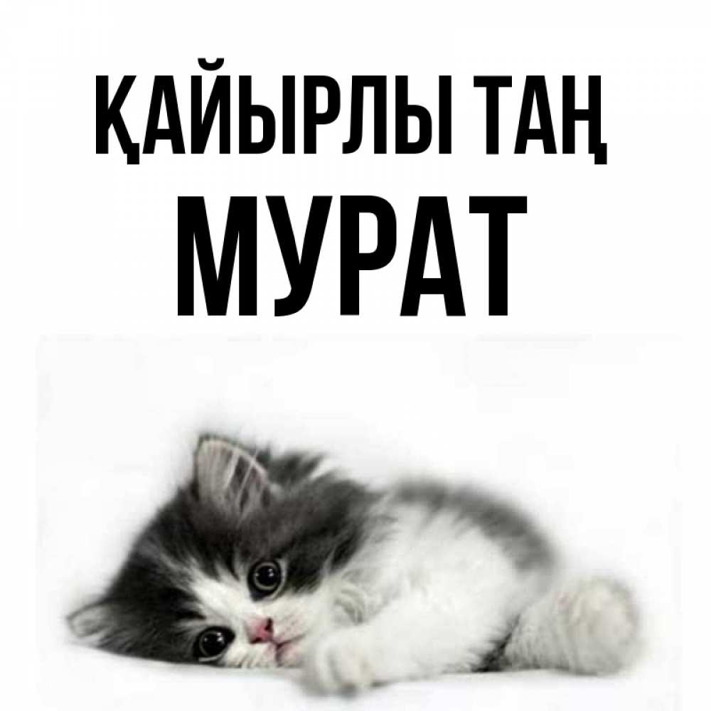 Күн сайын ашық хат с именем, Мурат Қайырлы таң кот лапки Онлайн тегін жүктеп алу тілектері бар керемет карта 