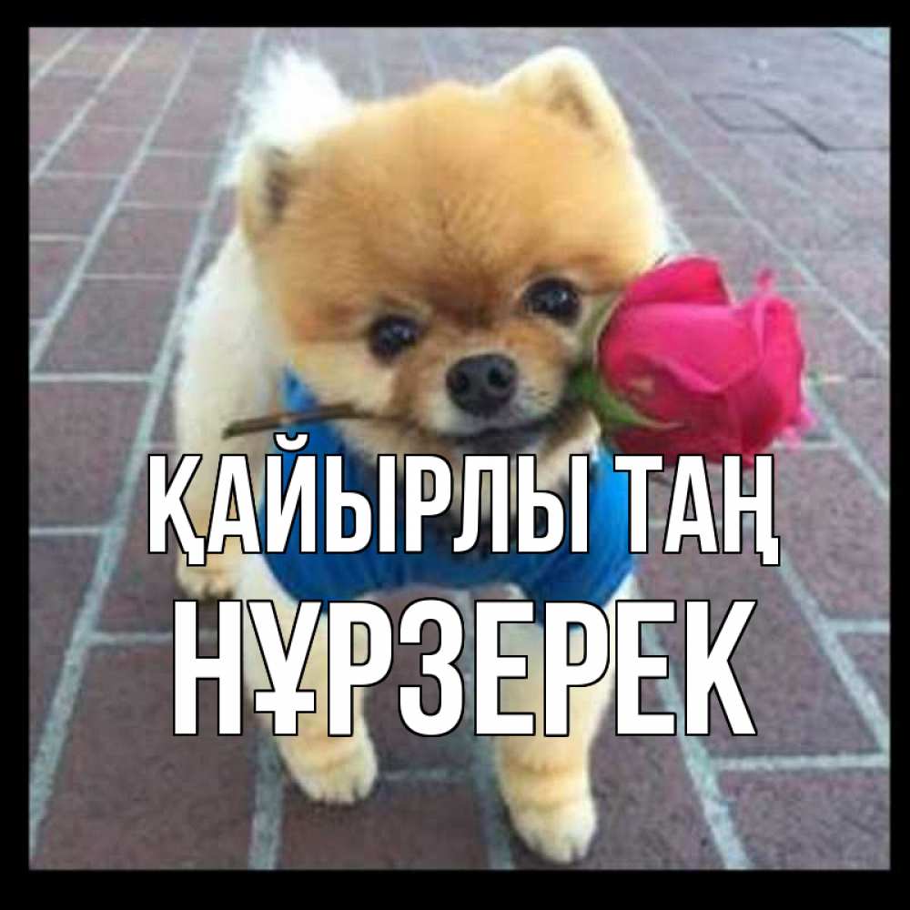 Күн сайын ашық хат с именем, НҰРЗЕРЕК Қайырлы таң роза в зубах Онлайн тегін жүктеп алу тілектері бар керемет карта 