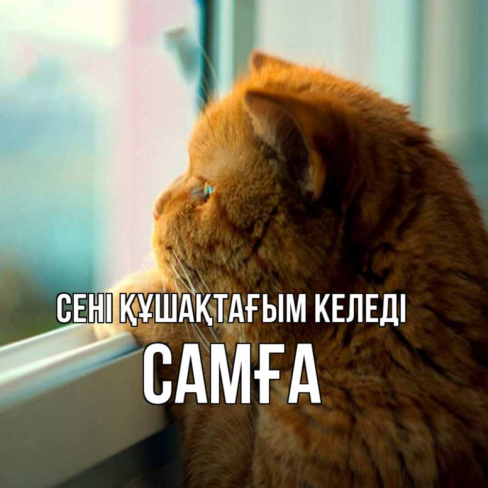 Күн сайын ашық хат с именем, САМҒА сені құшақтағым келеді большой огромный рыжий котяра Онлайн тегін жүктеп алу тілектері бар керемет карта 