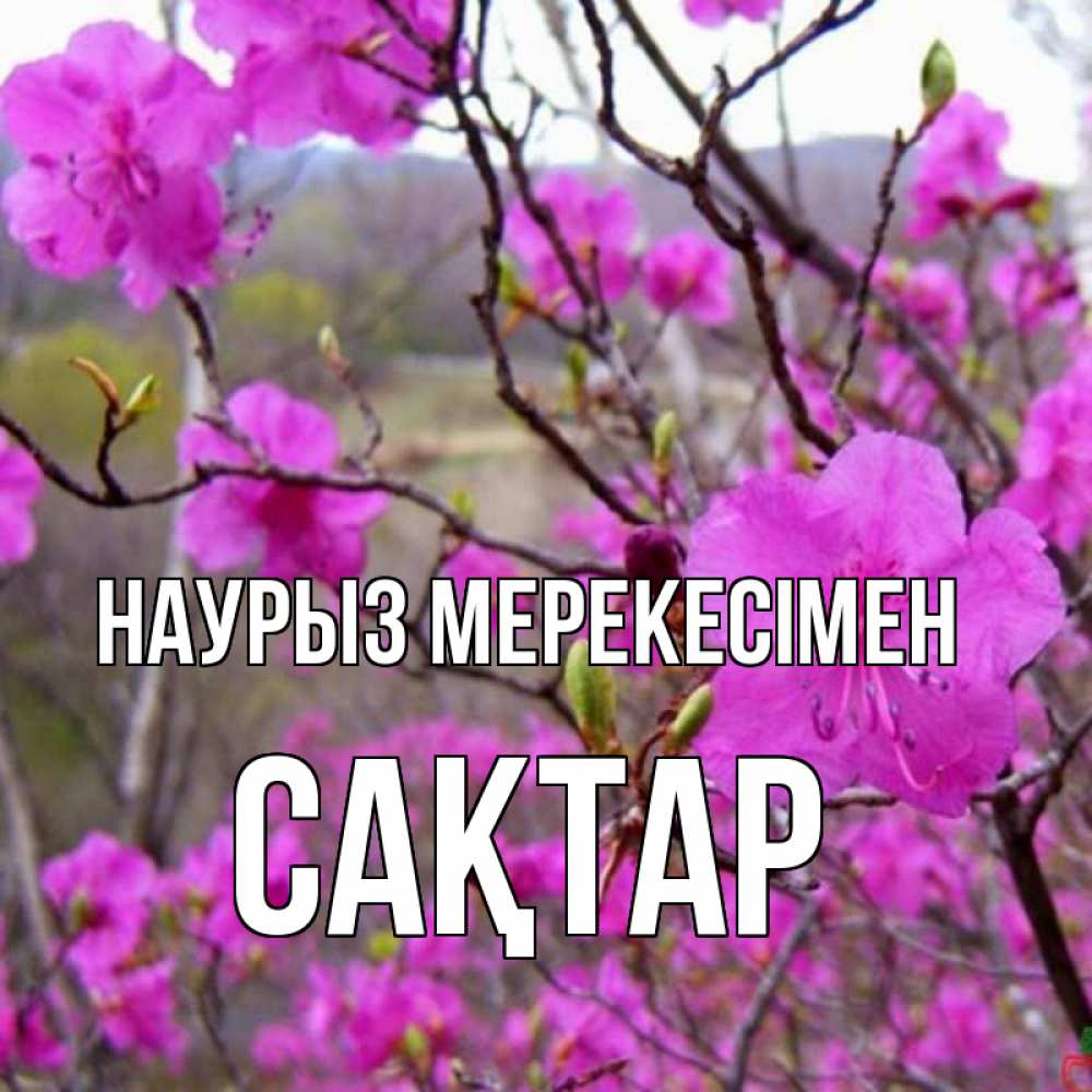 Күн сайын ашық хат с именем, САҚТАР Наурыз мерекесімен праздник весны наурыз Онлайн тегін жүктеп алу тілектері бар керемет карта 