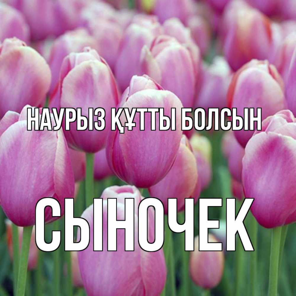 Күн сайын ашық хат с именем, Сыночек Наурыз құтты болсын на наурыз  день 3 Онлайн тегін жүктеп алу тілектері бар керемет карта 