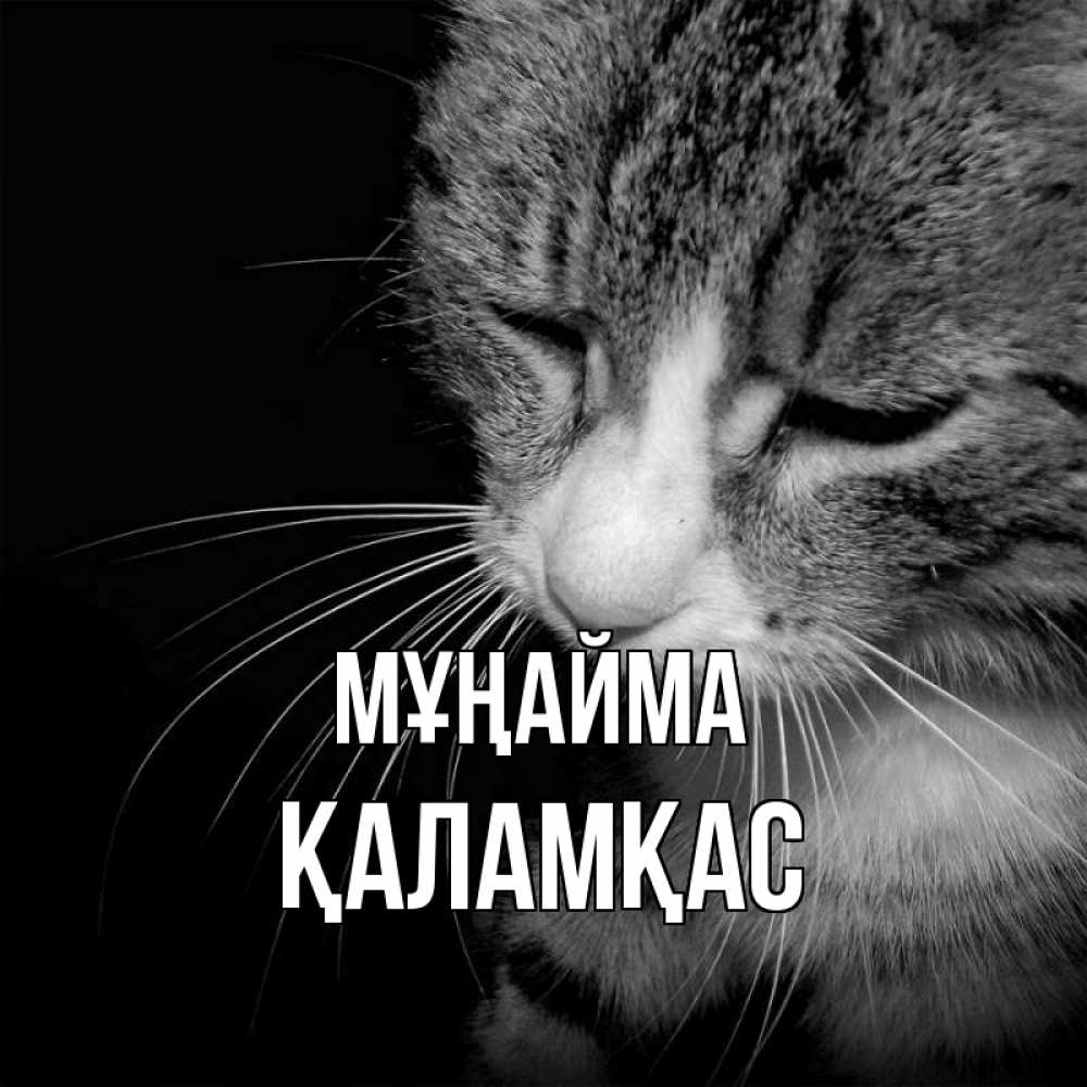 Күн сайын ашық хат с именем, ҚАЛАМҚАС Мұңайма грустный котик Онлайн тегін жүктеп алу тілектері бар керемет карта 
